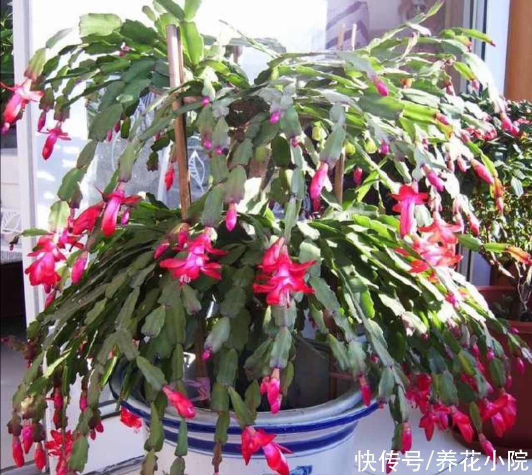 蟹爪兰开完花后,下一步该如何去养护?