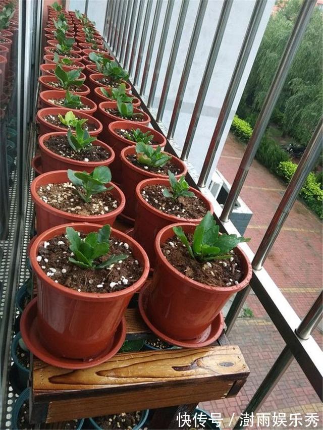 分枝|五一之后,5种“漂亮花”,开完赶紧剪,剪的越狠,下一茬花越多