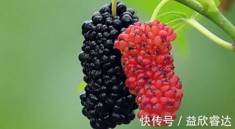 预防血栓|它们是天然的“阿司匹林”,经常食用,能清理血液垃圾,预防血栓