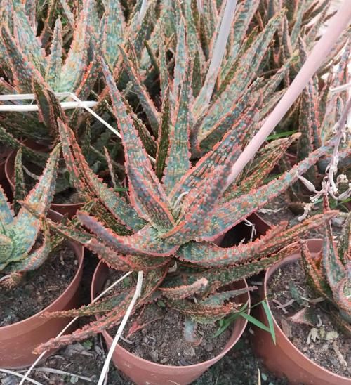 带花纹的圣诞芦荟,随意浇水,不挑环境很好养