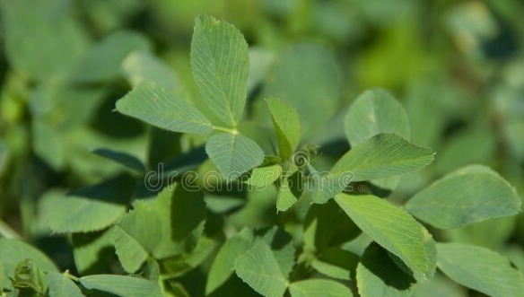 野菜|春天挖野菜，送你56种野菜大图片，带你见识不同的野菜和吃法