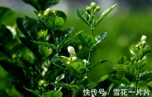 家里养了这7种花，再旱也别“喷水”，别做错