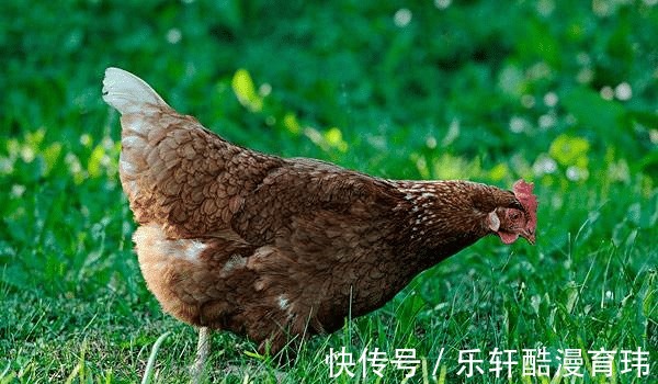 生肖鸡|哪个季节出生的属鸡人，事业丰收，多财多福，2022年闯出名堂
