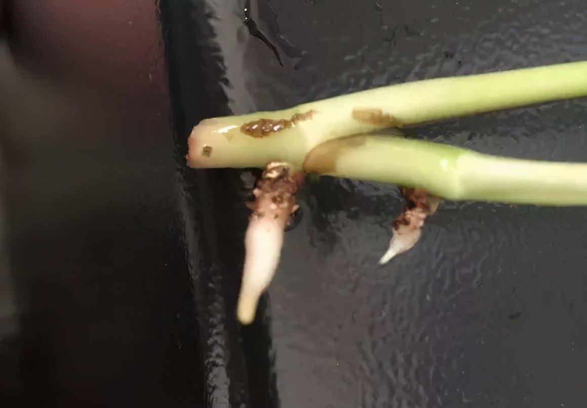 满盆|养花就得学会“捂”,用塑料袋捂一捂,冒出满盆花苞