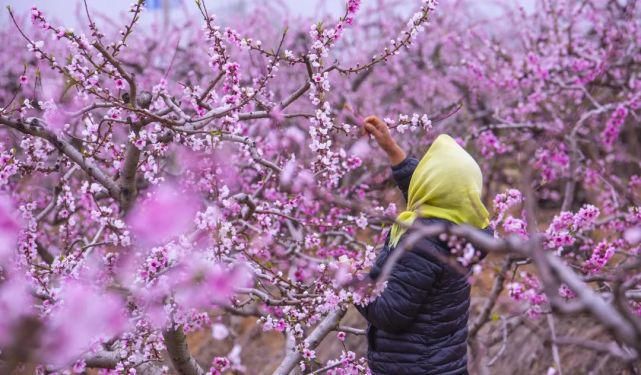 桃之夭夭，灼灼其华。岛城的世外“桃花源”藏在这些地方