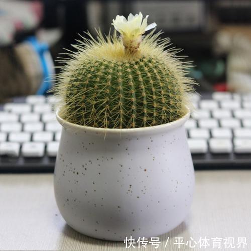 花卉|养花不能太勤快,这些懒人花,小盆种少浇水,越长越美!