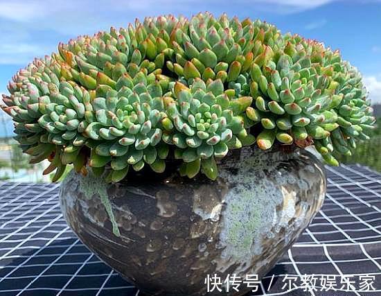 叶落叶|夏天养多肉,掉叶落叶太急人,做好“几点”,依旧水润肥嘟嘟