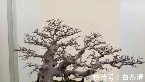 什么算的上是好盆景学会看芯,芯是盆景的重点