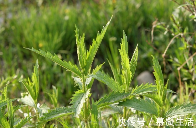 吃法|68种野菜图片，教你认识不同的野菜和吃法，你想要的野菜这里都有