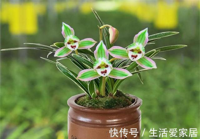 这兰花不常见，一花双色，兰香浓郁，叶带金边，是兰中极品