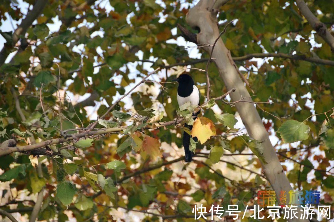 冬景|迎颜值巅峰！京城宝藏冬景实拍，昔日“两岸芦花一钓船”胜景再现~