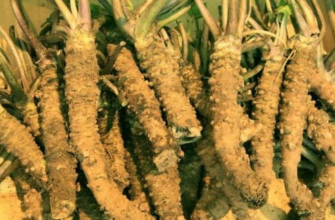 碰碰香|乡村很常见的野菜，美味可口，具有很高的养生价值早吃早受益