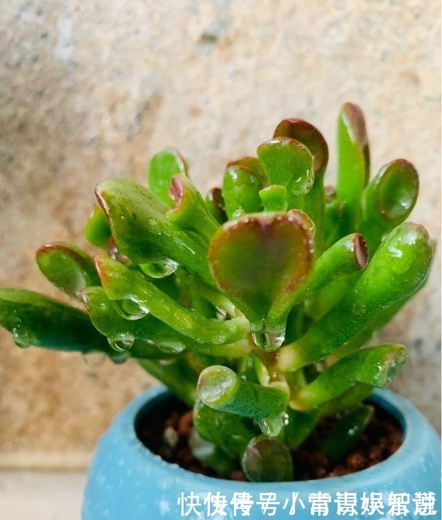 养护|家里养盆“吸财树”，好运财运都吸来，养得越久福气越深！