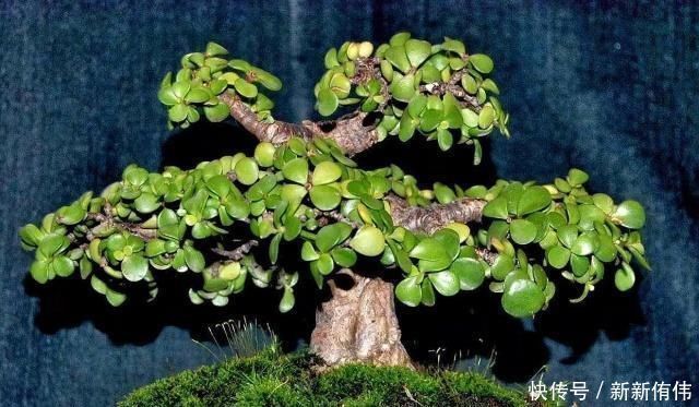 枝干|大神养金枝玉叶,每月喂上“1碗汤”,枝粗叶绿,2年成高价老桩