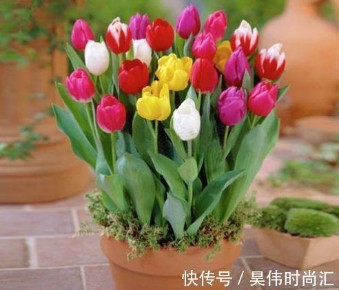 这些小花便宜又好养,放在小院开花不断,绚丽多彩,香飘溢满屋