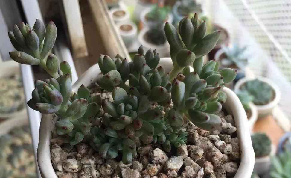 自来水|居家盆栽多肉植物黑莓,如何养护好?