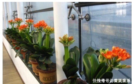 植株|花卉什么时候换盆才最好一直都没注意,怪不得换完花就蔫儿了