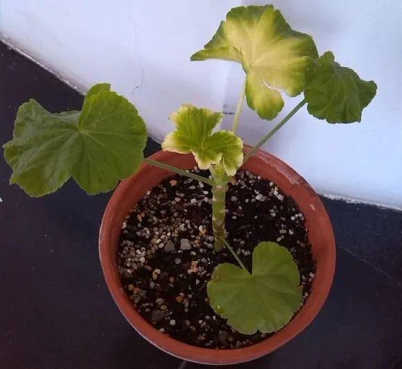 花苞|公认难养的花,养一盆死一盆,从来没有养活过!