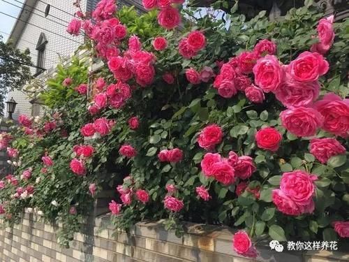 内脏|冬天养花埋点它，开春就疯长，1年不施肥一样绿油油！