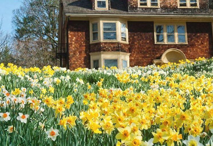 这花真能开,4个球开出28朵花,一颗就能开爆盆!