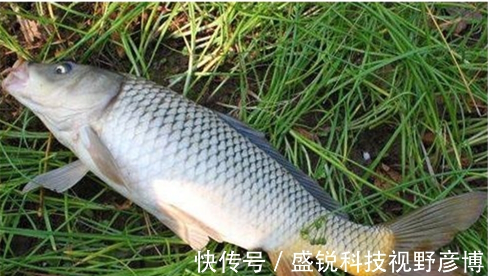 能手|七星漂钓组游钓技巧,只用来底钓鲫鱼就浪费了,钓浮也是小能手!