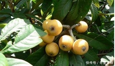 枇杷|肝火旺盛,不要只是强迫孩子喝水,这水果是灭火的武器,就足够了