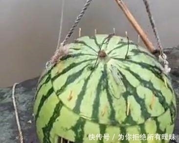聪明|农村女孩太聪明,将吃完的西瓜皮投入水中,十分钟后获得新美食