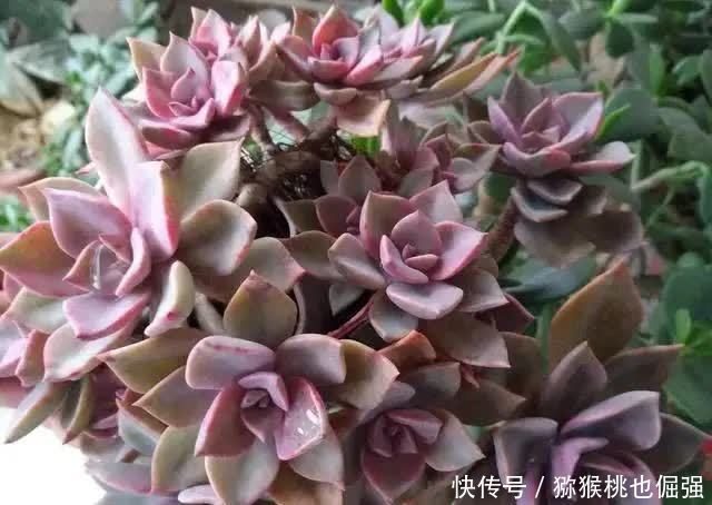 多肉太妃糖和初恋很相似，不仔细区分让人笑话，假花友容易入坑