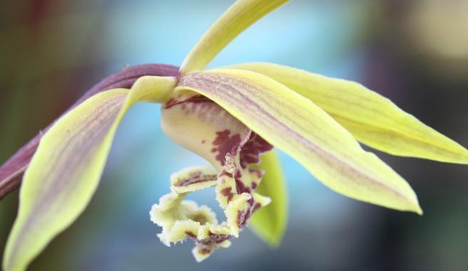 养这7种花,预算够就买好的,预算不够干脆别买