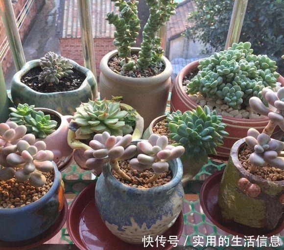 多肉|养不死的“桃蛋”,用“小陶盆”养,爆盆快,60天成老桩!