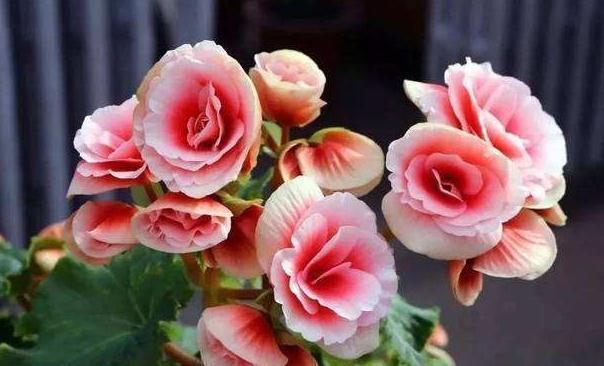 入冬后,家里养4种洋气的小盆花,花色艳丽,十分喜庆,真值