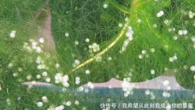 觅食|夏季钓鱼,为啥大鲫鱼很少?大板鲫去哪了?