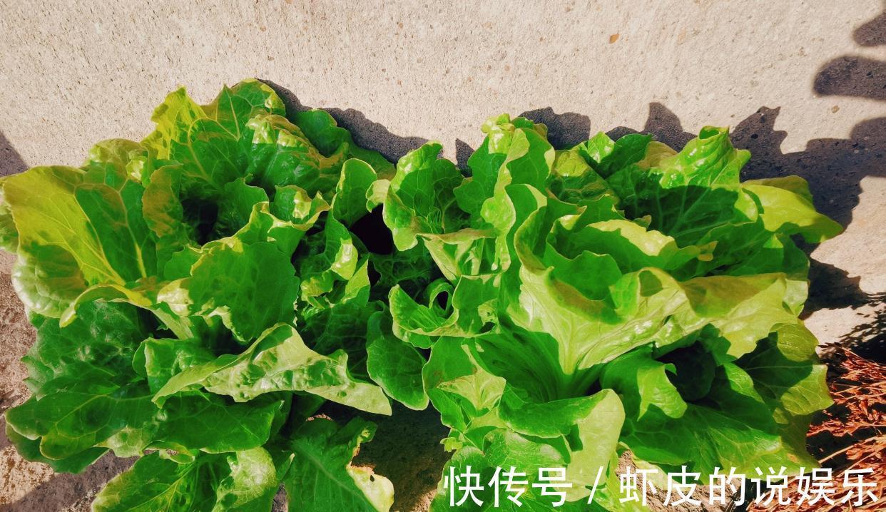 阳台上|家庭种菜,选择这4种,长势旺盛、生机勃勃、硕果累累