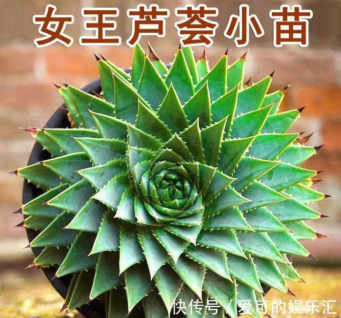 公布五款最贵的多肉名单,大多数人都养不起,最贵一种价值百万