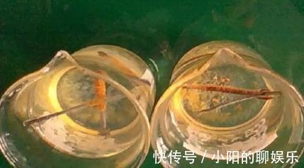 铁钉|文竹不见长,枝叶枯黄,3种垃圾,扔盆里,长势旺,再也不黄叶