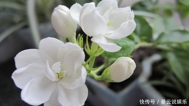 香花|家里种上这5种香花，一年四季不出门都能闻到花香