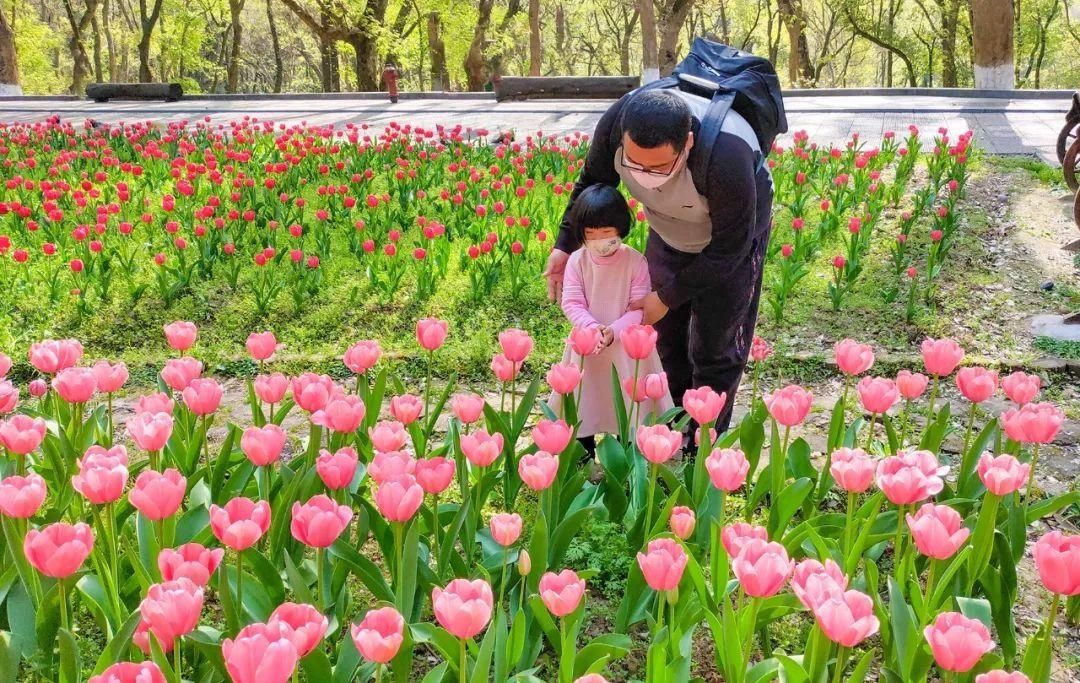 湖北省春季十大赏花游之“花漾芳菲满园，斑斓郁金香游”！