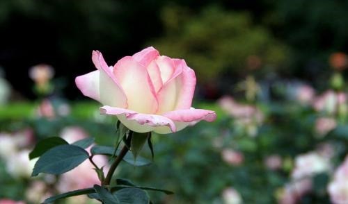 养花最重要的是什么知道这些秘诀,花生长更加旺盛