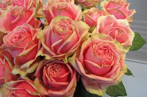  盛开|最像水果的月季，花开双色，花苞硕大，成片盛开，南北方都能养