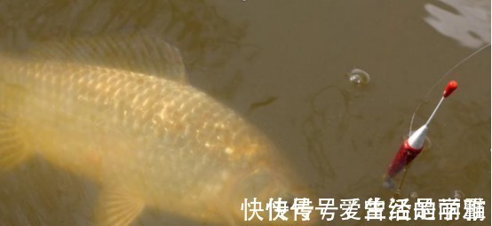 钓友们|端午后别用蚯蚓了,70岁老渔翁教你3招,新手10分钟钓上10斤大鱼!