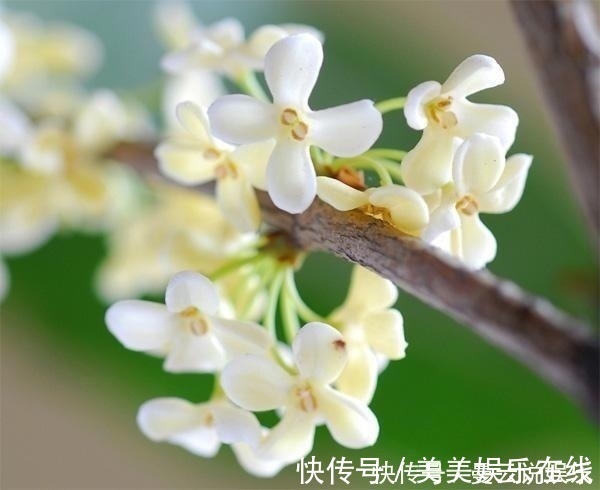 家里种上这5种香花，一年四季不出门都能闻到花香
