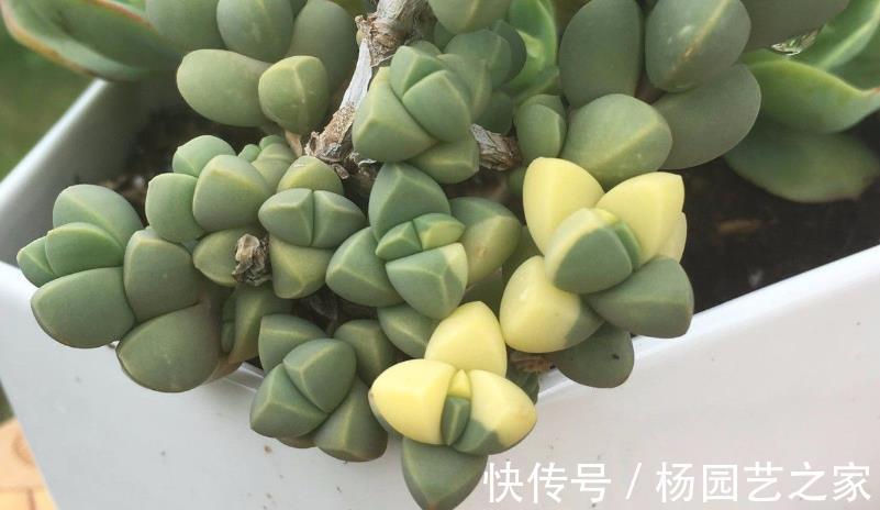 鹿角海棠|普货多肉不普通，选这3样盆栽成老桩，比贵货还受人欢迎