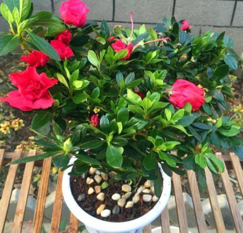 夏季养杜鹃花，有“5个”窍门，不掉一片叶，枝叶茂盛，开花超多
