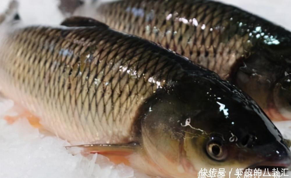 把一整条鱼放进电饭锅里，头一次见这种做法，鱼肉出锅后满屋飘香