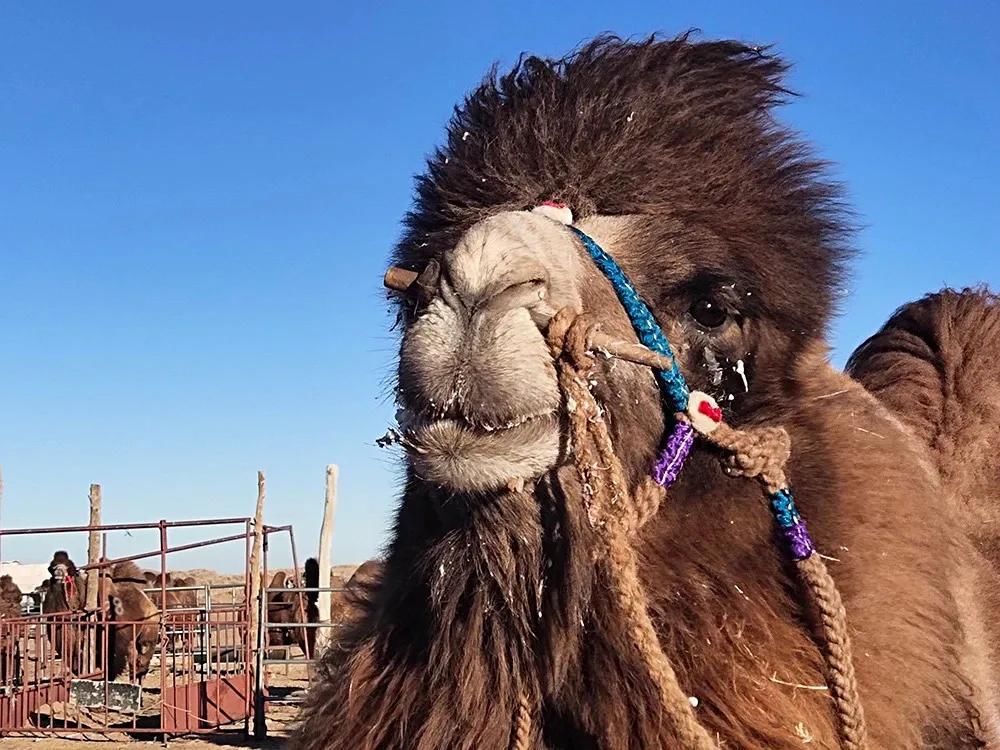  比赛|驼王争霸 戈壁草原上的骆驼比赛