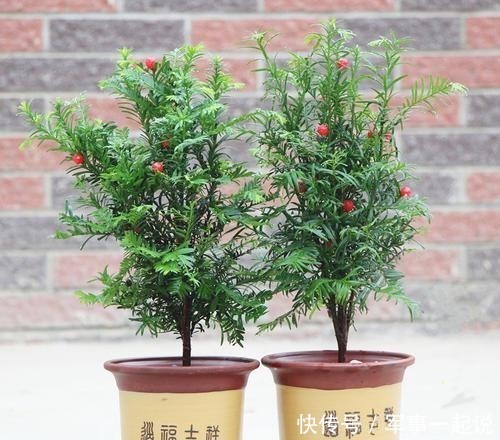 叶子|鸿运当头叶子打卷,出现黄叶,学会巧养,开出大火炬