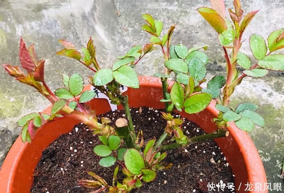 月季小苗怎么养？有2个小方法，顺利养到枝繁叶茂花开满枝