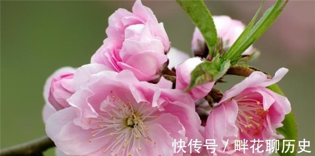 石楠&唐诗解红楼梦之谜,端正楼前相思树,是桃花还是石楠?