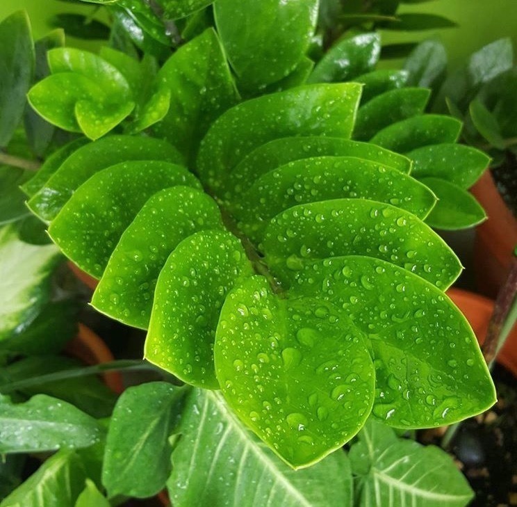 鹅掌柴|养4种“富贵花”，8月剪根枝条“插土里”，嗖嗖长根，错过等1年