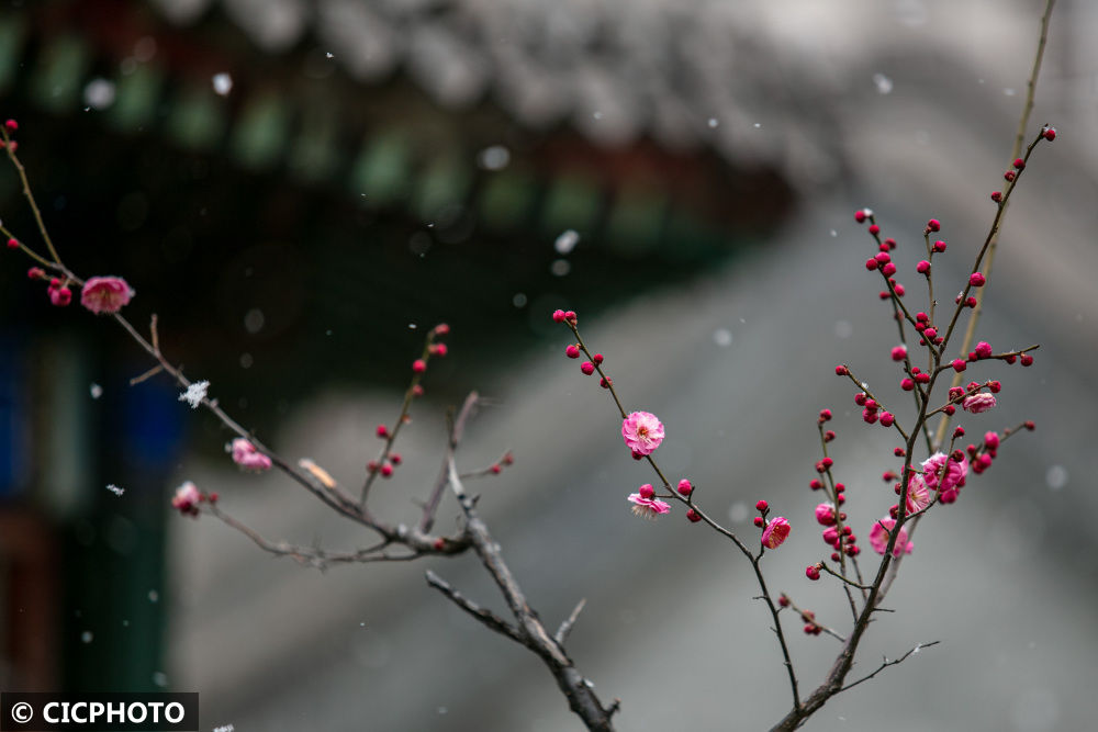 梅花|雨雪润春花